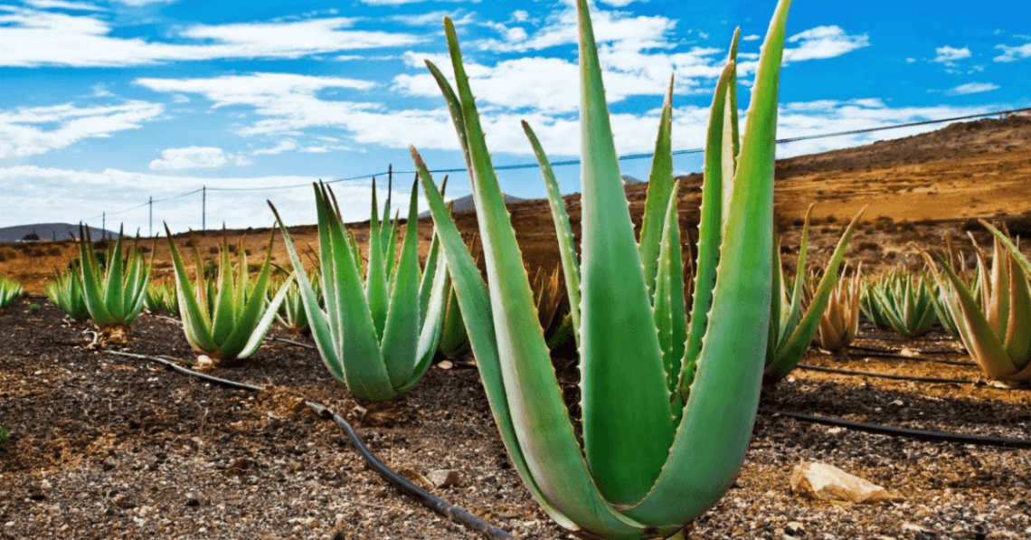 Aloe vera