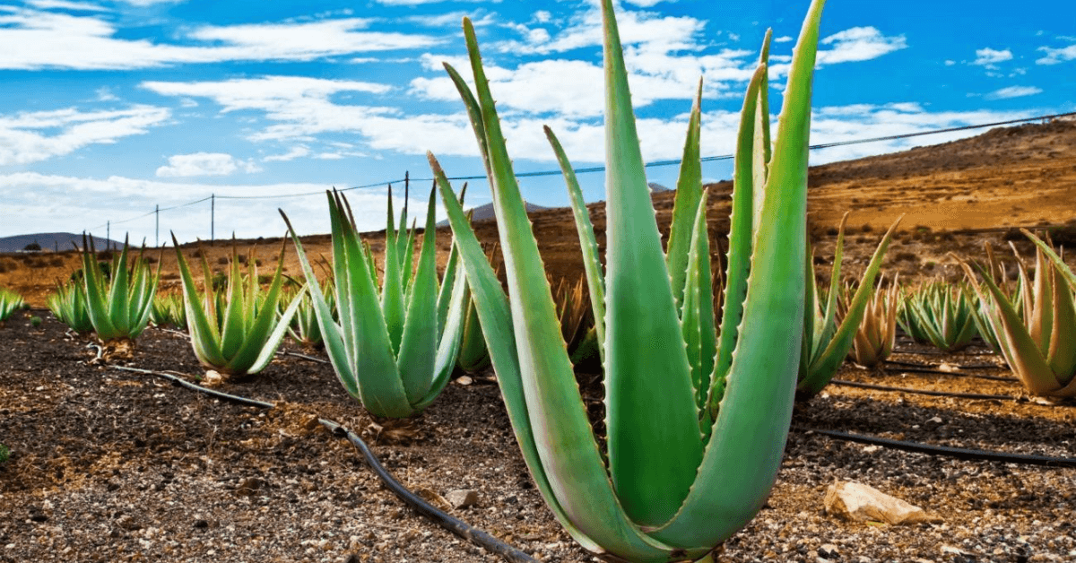 Descoperă proprietățile și beneficiile plantei de aloe vera!