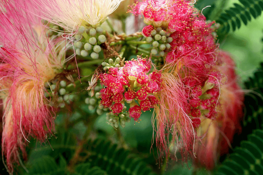 Mimoza tenuiflora