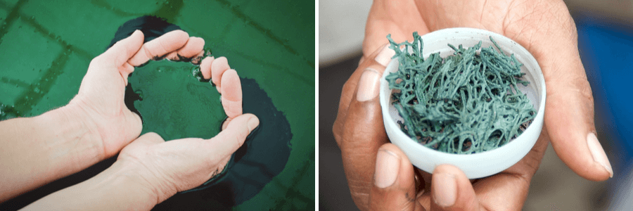 cum arata spirulina