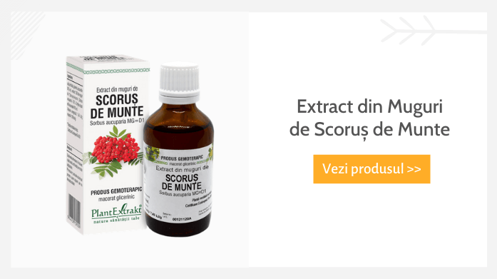 Extract din muguri de scoruș de munte