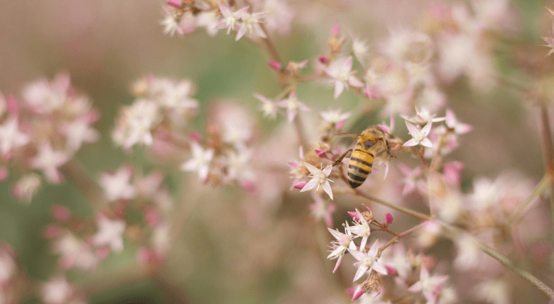 remediu polen crud apicol