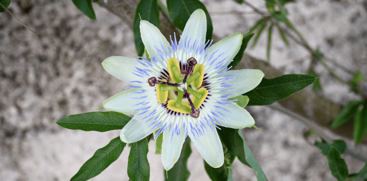 Passiflora Floarea Pasiunii