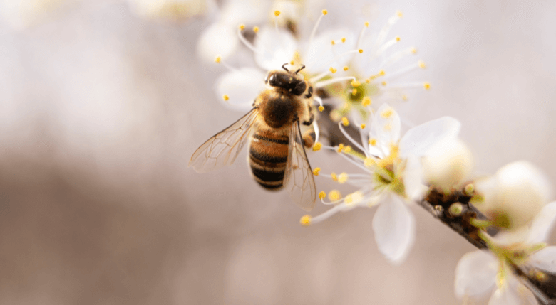 albină care polenizează