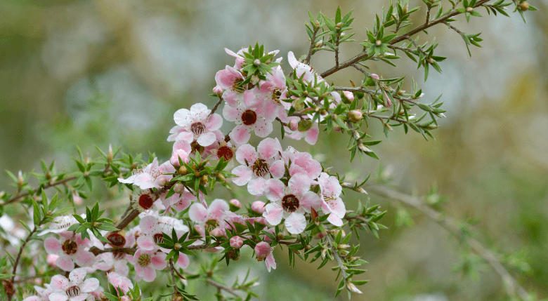 floare de manuka - utilizarile mierii de Manuka
