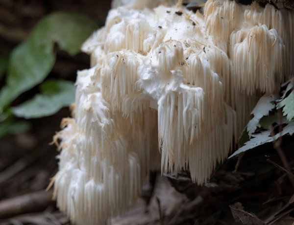 Ciuperca Lion's Mane