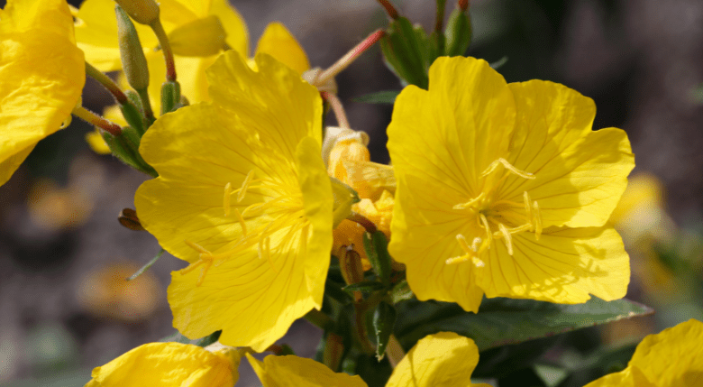 Evening Primrose precauții în administrare