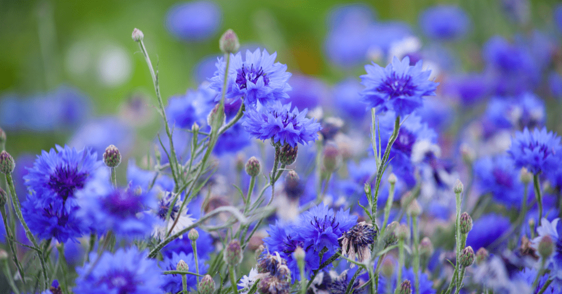 Apă florală de albăstrele Niavis