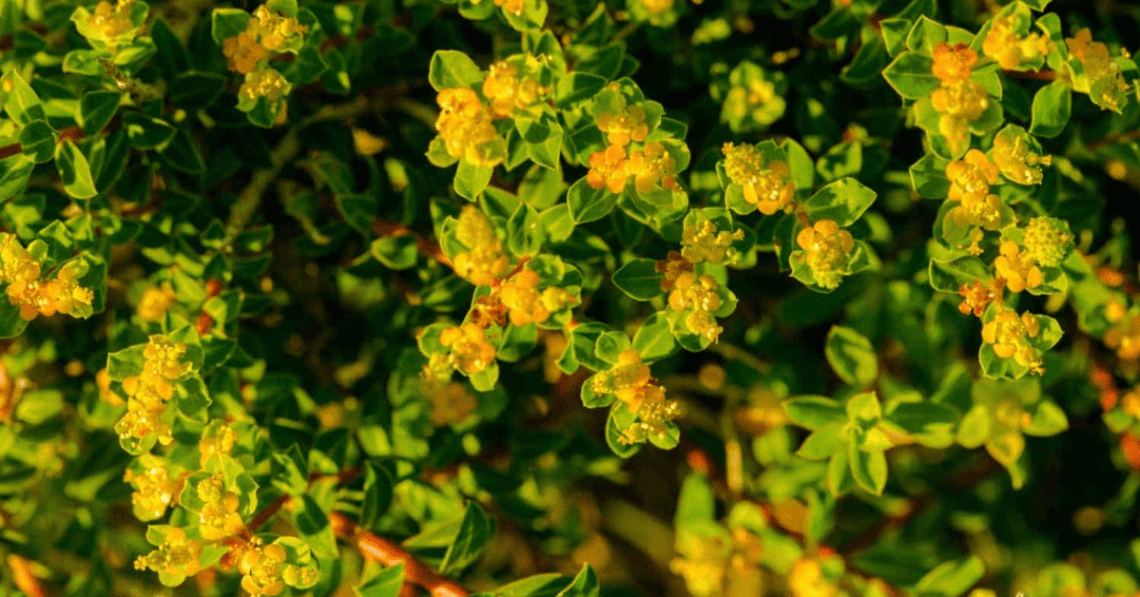 Rhodiola rosea- beneficii