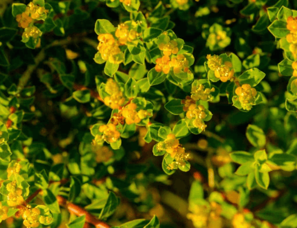Rhodiola rosea- beneficii