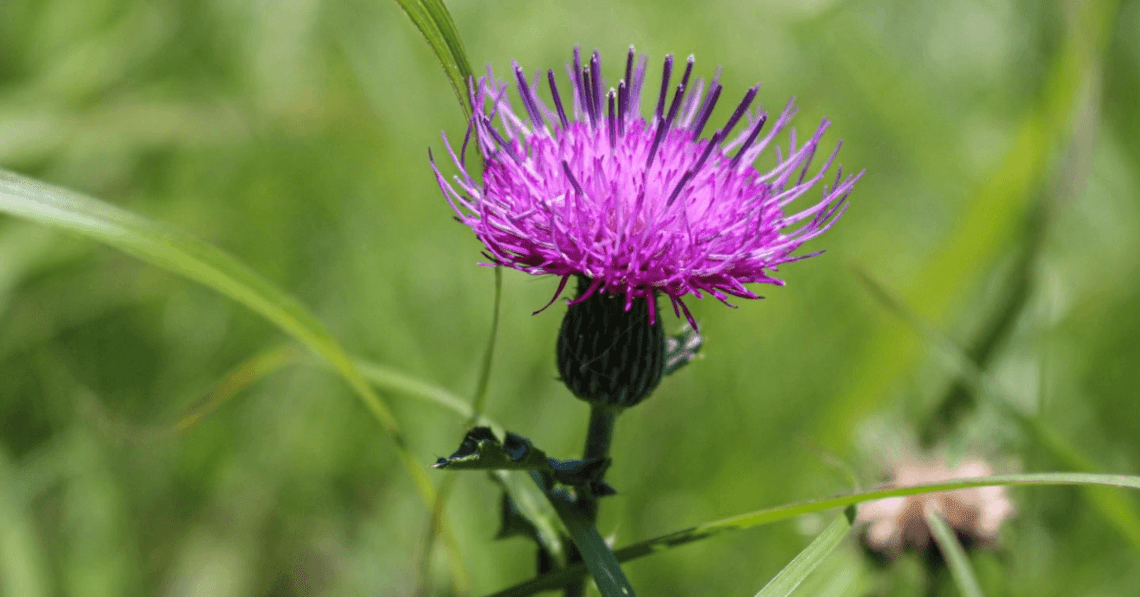 Armurariu - beneficii, proprietăți terapeutice și moduri de utilizare