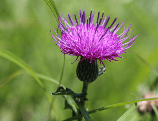 Armurariu - beneficii, proprietăți terapeutice și moduri de utilizare